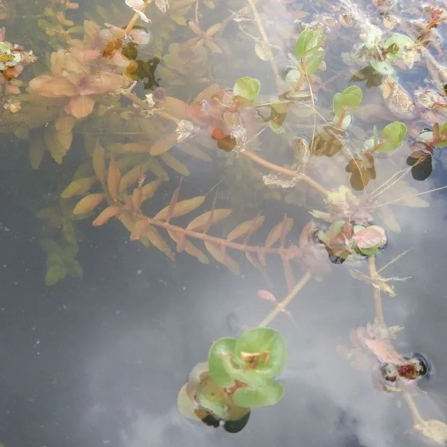 thumbnail for publication: Freshwater Ornamental Aquatic Plant Production in Florida